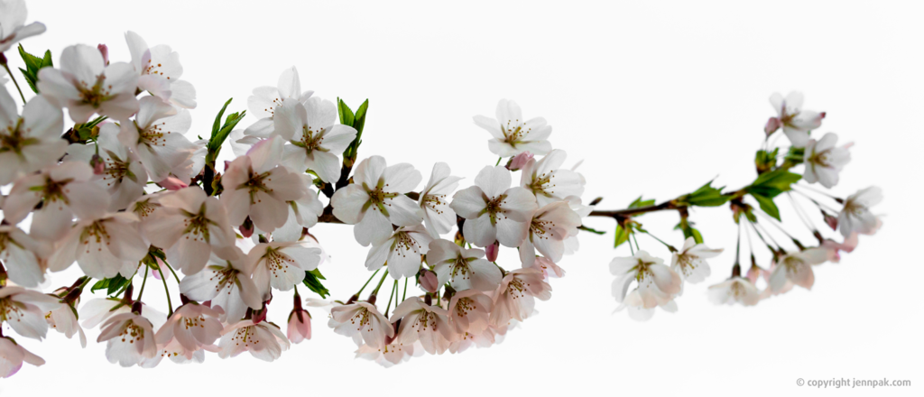 Cherry Blossoms Photo